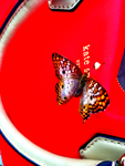 photography_rodneybowesdesign_losangeles
