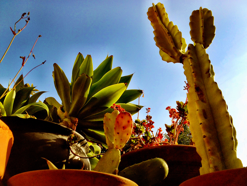 rodney_bowes_photo_la