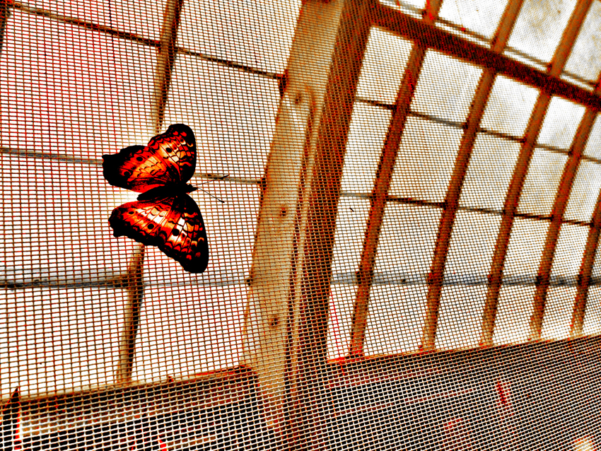 photography_rodneybowesdesign_losangeles