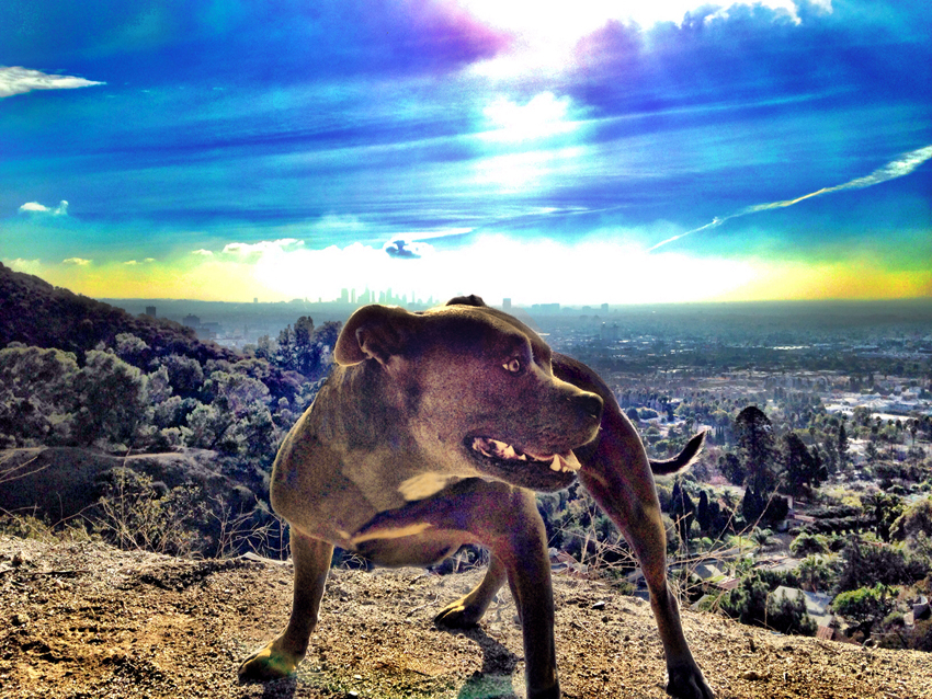 photography_rodneybowesdesign_losangeles