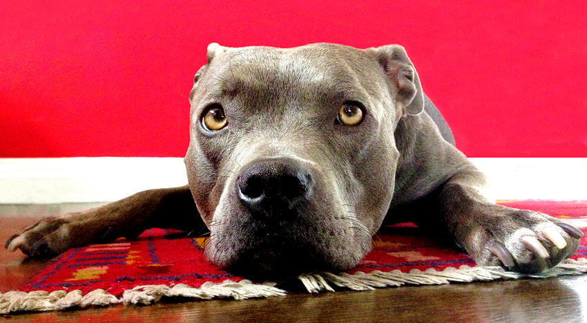 rodneybowes_graetphotography_losangeles