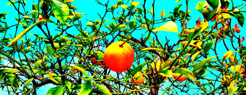 rodney_bowes_design_la