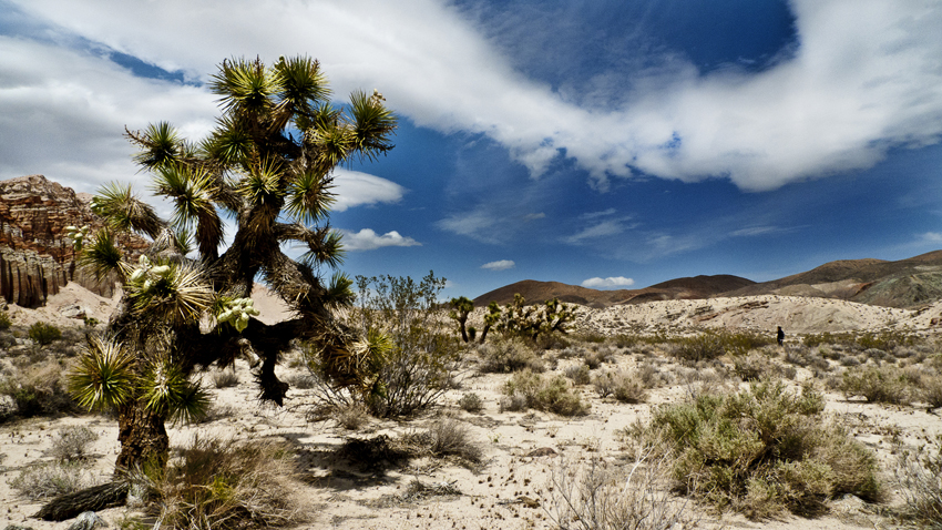 photography_rodneybowesdesign_losangeles