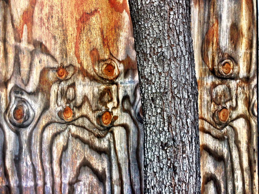 photography_rodneybowesdesign_losangeles